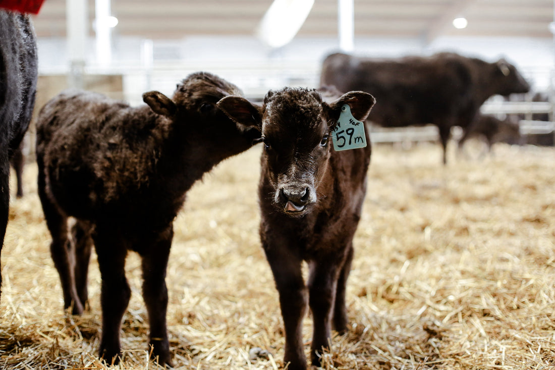 The DNA of Wagyu: What Makes It So Special?